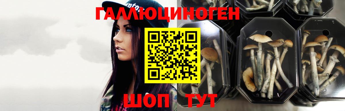 Галлюциногенные грибы Magic Shrooms  Галлюциногенные грибы Psilocybine cubensis  Еманжелинск 